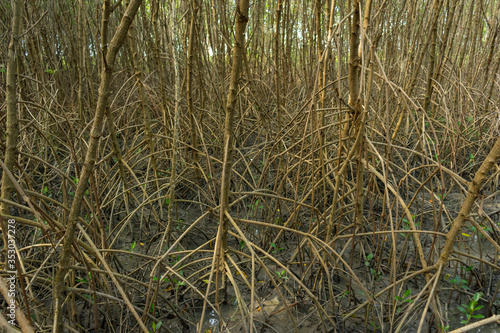 Canvas Print Mangrove forest in beautiful nature with blue sky on summer
