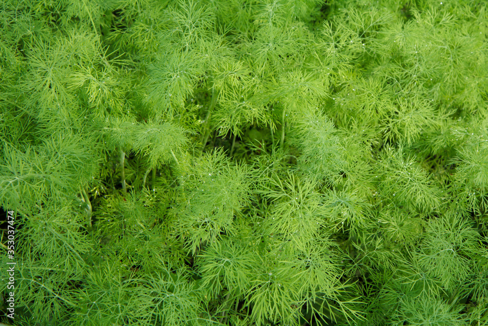 Close up leaves of dill plants in the garden.