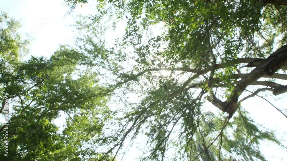 4K Nature sunlight shining through big tree... 4K Nature sunlight shining through big tree...