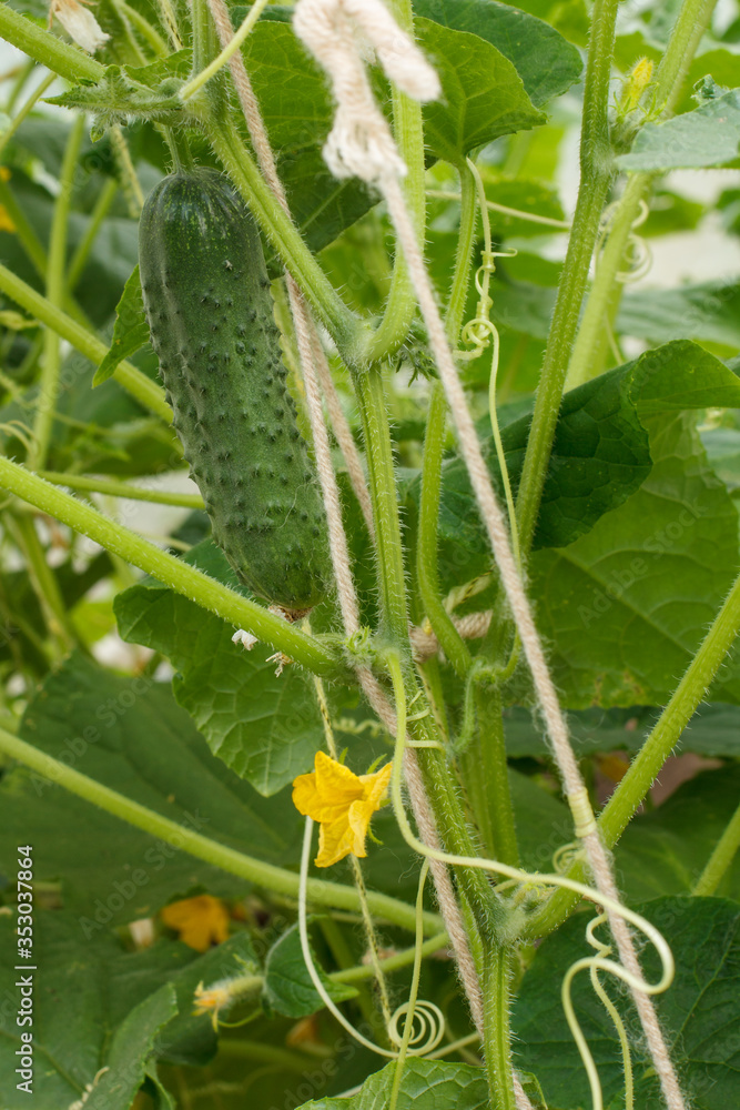 Close up fresh ripe cucumber growing in greenhouse.