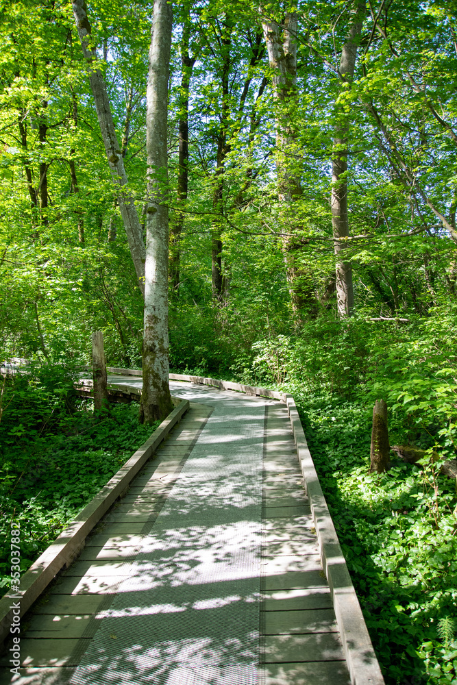 Boardwalk trail around the lake. Vancouver BC Canada
Boardwalk trail around the lake. Vancouver BC Canada