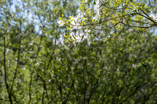 Cottonwood tree having  masses of seeds with a cottony covering.   Vancouver BC Canada 
