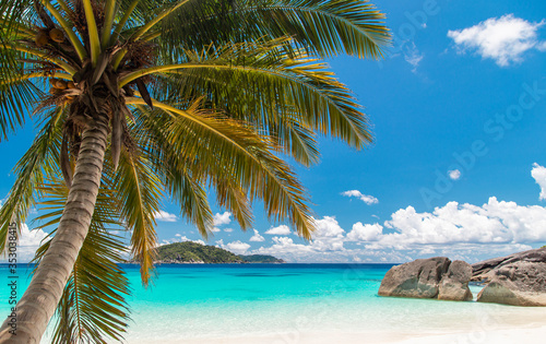 Fototapeta Naklejka Na Ścianę i Meble -  Touched tropical beach in similan island,Coconut tree or palm tree on the Beach.
