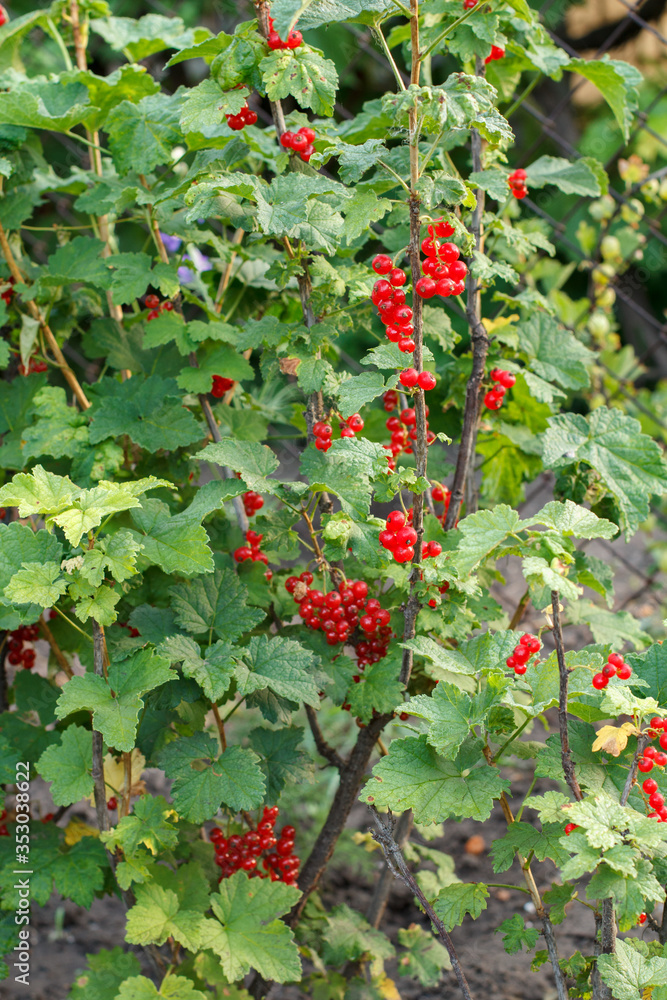 Red currants on the branch in the garden in sunny summer day.