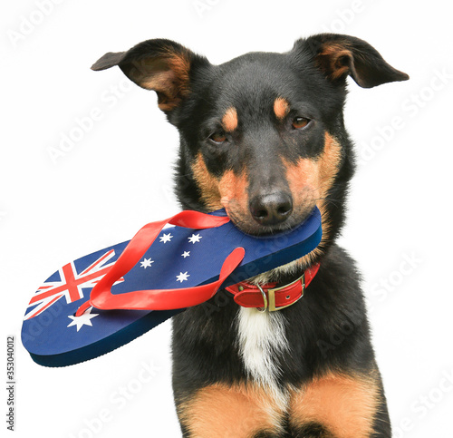 Cute tricolour Kelpie (an Australian breed of sheep dog) holding an Australian flag thong in its mouth, on a white background. 