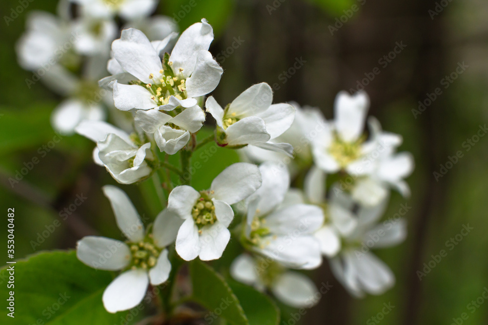 blooming shadberry blooming shadberry