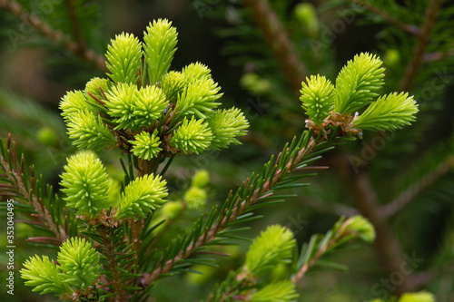 young shoots of spruce