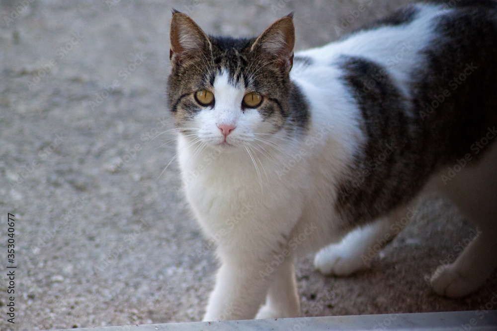 portrait of cat with yellow eyes. portrait of cat with yellow eyes.