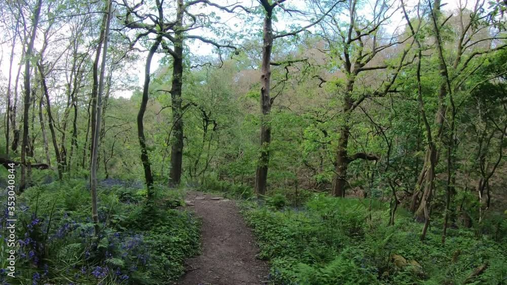 Walking into a forest in West Yorkshire, surrounded by lush green leaves, trees and bluebells Walking into a forest in West Yorkshire, surrounded by lush green leaves, trees and bluebells