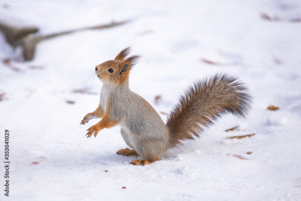 A squirrel sits in snow in a park. A squirrel sits in snow in a park.
