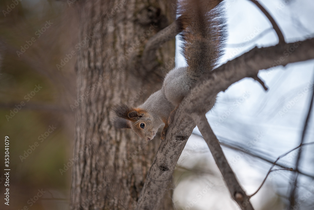 A squirrel sits on a tree in a winter park.