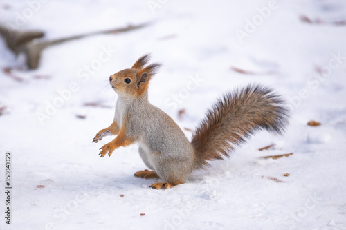 A squirrel sits in snow in a park.
