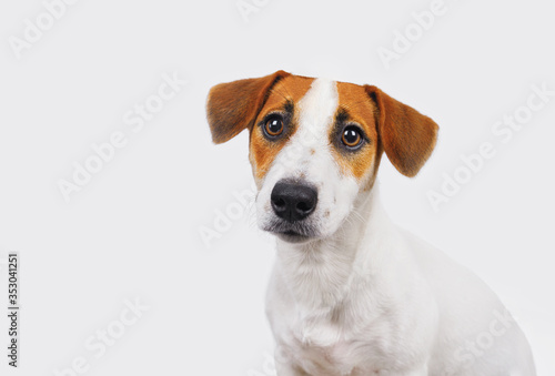 Cute Jack russell dog in light background.