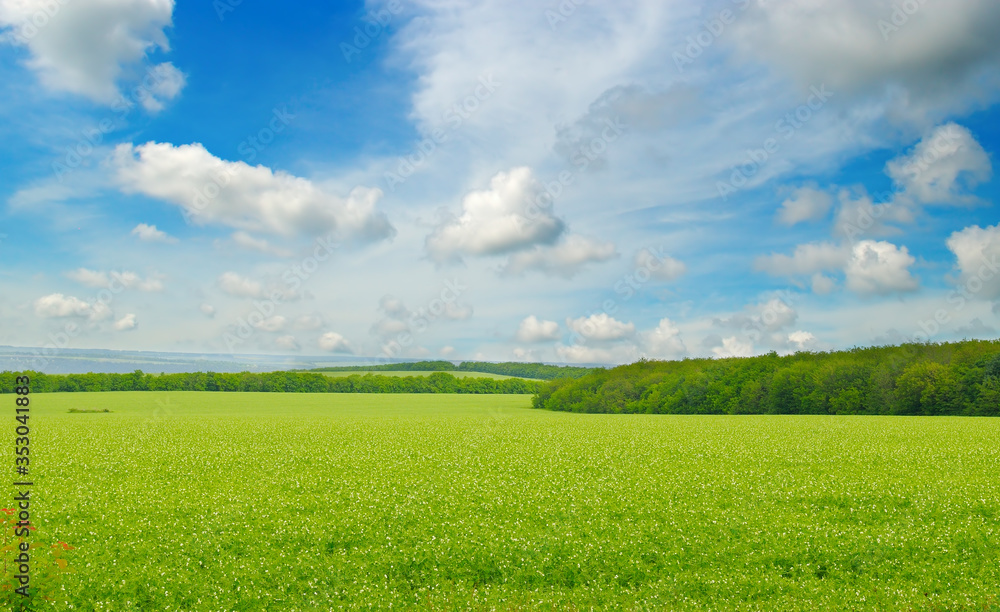 Green field and blue sky with light clouds. Green field and blue sky with light clouds.