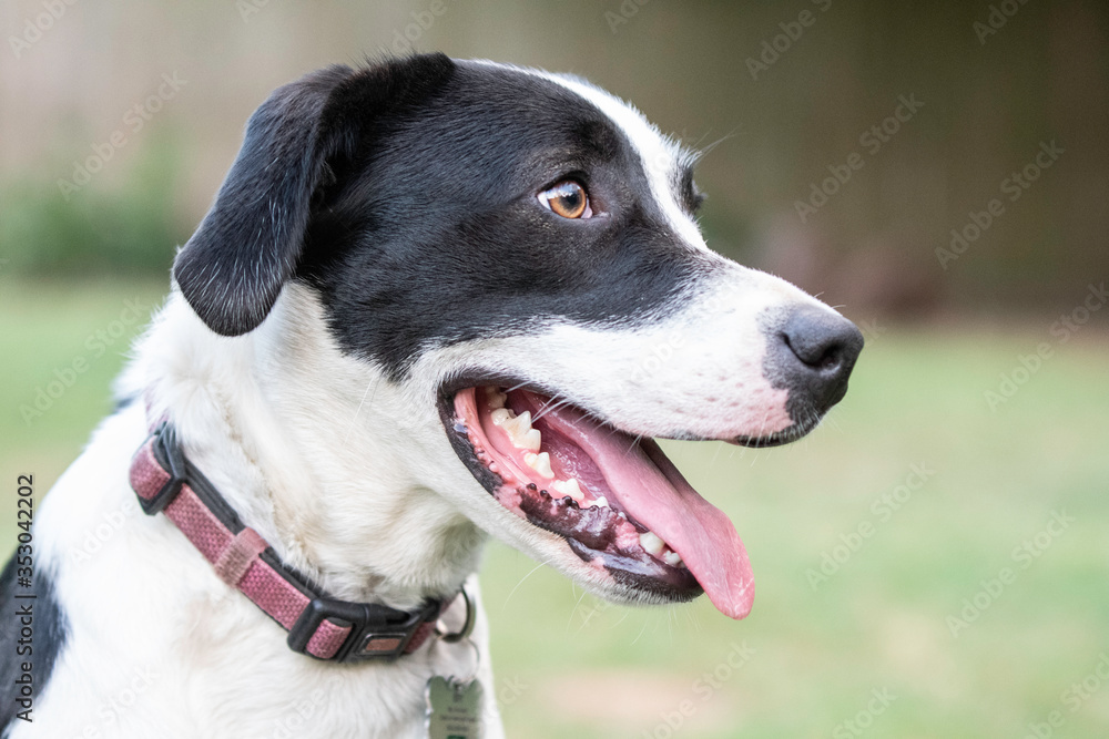 Black and white dog profile portrait Black and white dog profile portrait