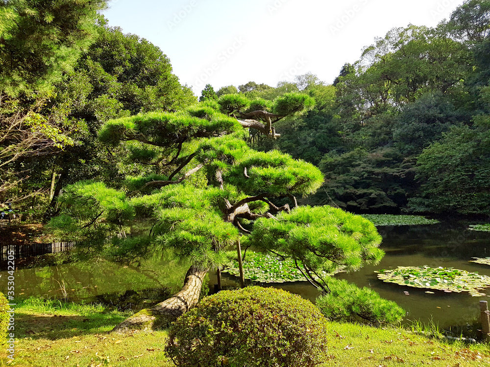 Japanese green tree style, beautiful riverside, clear water