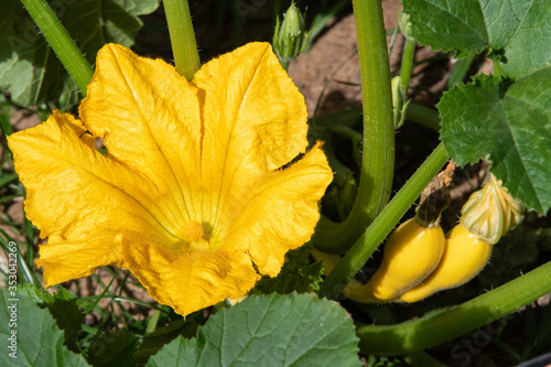 Blossom on crookneck squash plant photo