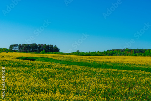 Amazing bright colorful spring and summer landscape for wallpaper. Yellow field of flowering rape against a blue sky. Natural landscape background