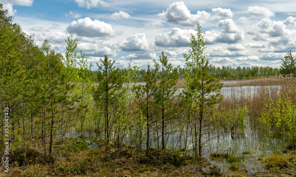 spring landscape in a peat bog, bog texture, Sedas moor, Latvia spring landscape in a peat bog, bog texture, Sedas moor, Latvia