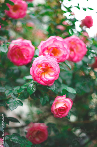 beautiful blooming bush pink roses in lush greenery