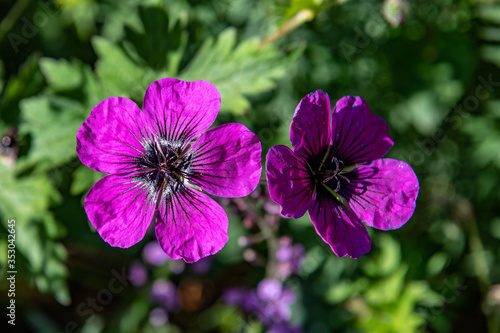 Pair of purple geranium flowers in the sunlight