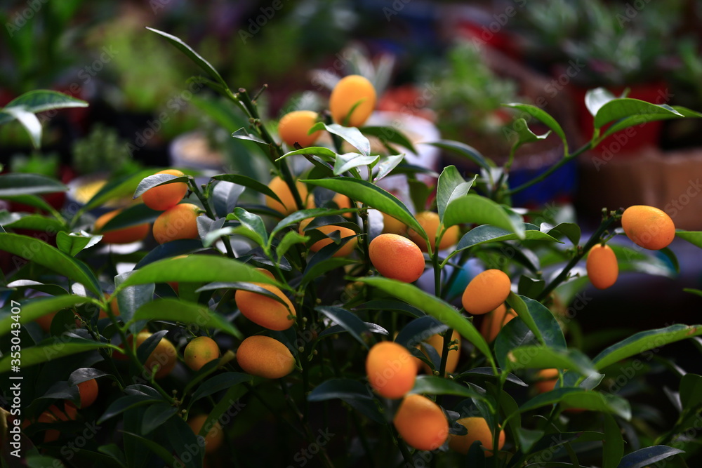 The tree mature orange