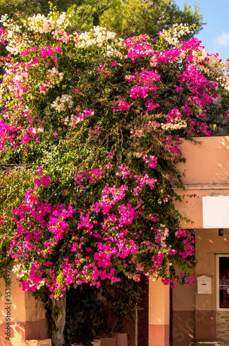 pink flowers on a house wall