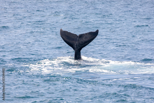 Humpback Whale Calf - Pacific Ocean, Kohala Coast; Big Island Hawaii
