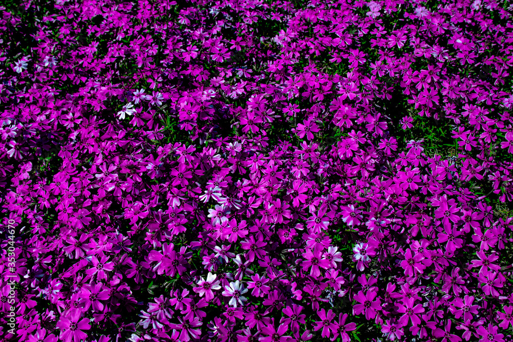 purple flowers in the garden purple flowers in the garden