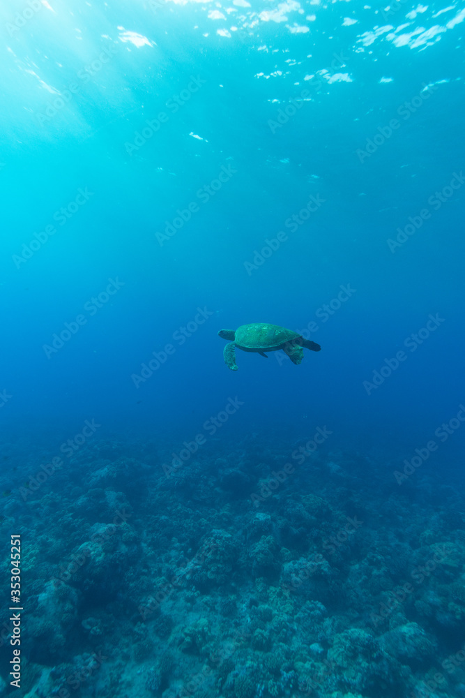 green sea turtle in Hawaii green sea turtle in Hawaii