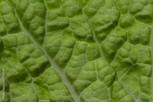 Fresh raw cabbage leaf texture macro background. Close up