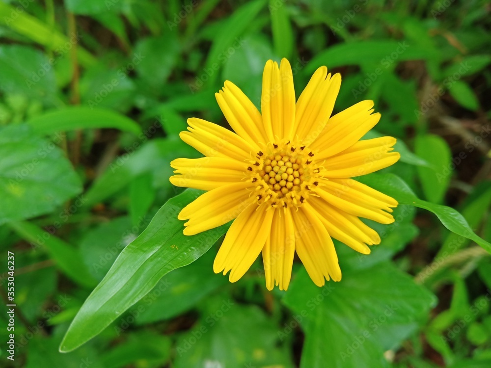yellow dandelion flower yellow dandelion flower
