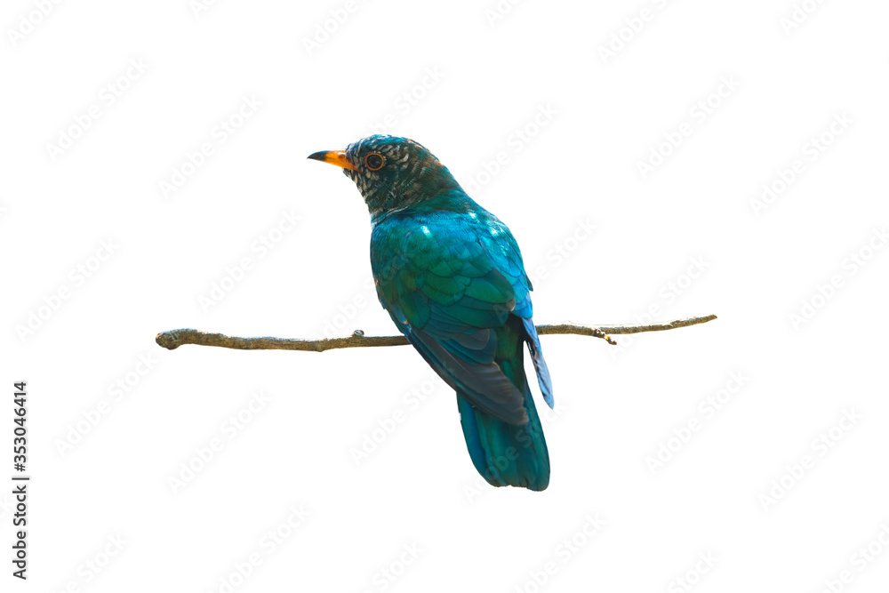 Male of Asian Emerald Cuckoo isolated on white background