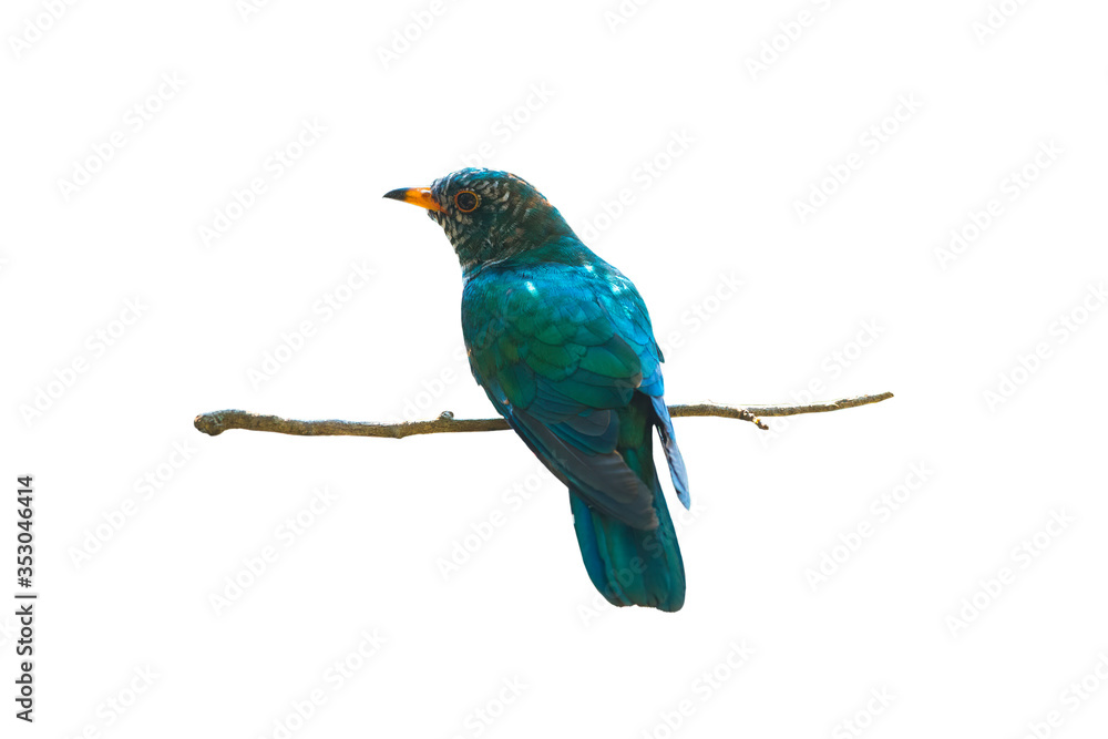 Obraz premium Male of Asian Emerald Cuckoo isolated on white background