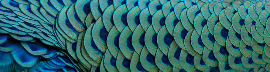 Close-up of peacock feathers for making a beautiful background.