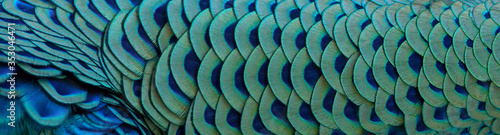 Close-up of peacock feathers for making a beautiful background. © chamnan phanthong