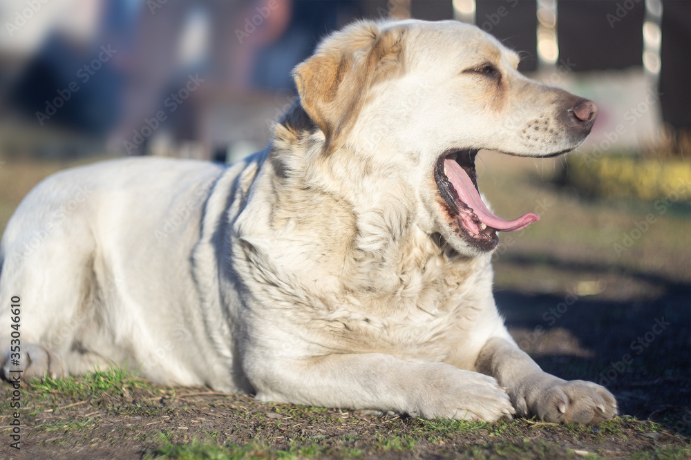 Portrait of an old Labrador Retriever, yawning Portrait of an old Labrador Retriever, yawning