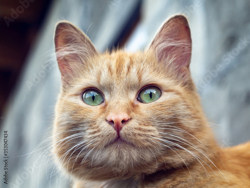 Gaze of a cat, a red-haired young cat with green eyes