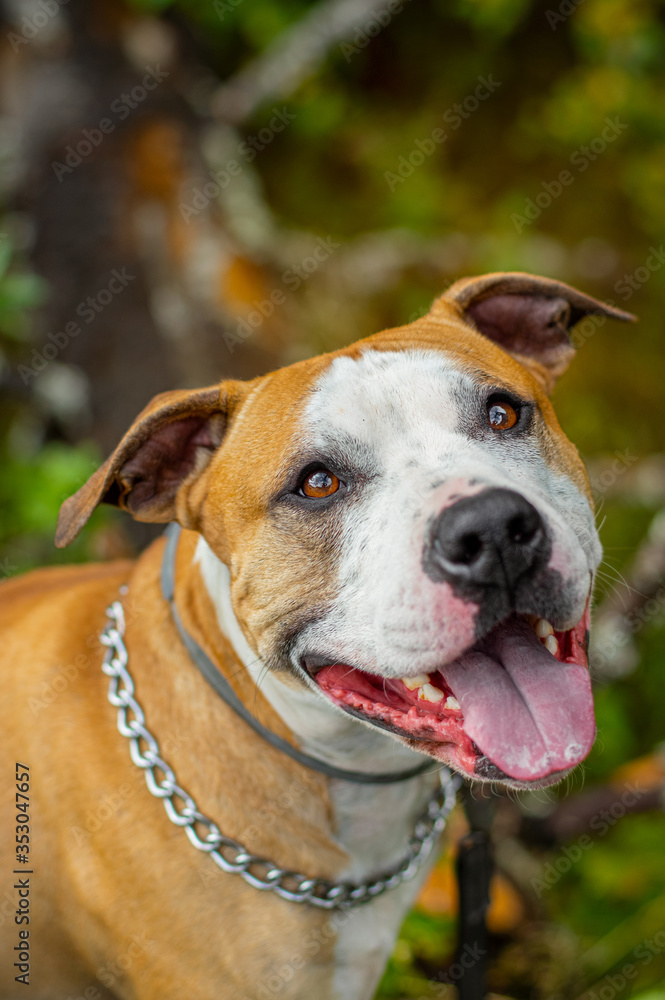 Selective focus. Outdoor Portrait of Smiling Cute Red American Staffordshire Terrier Dog on colorful background