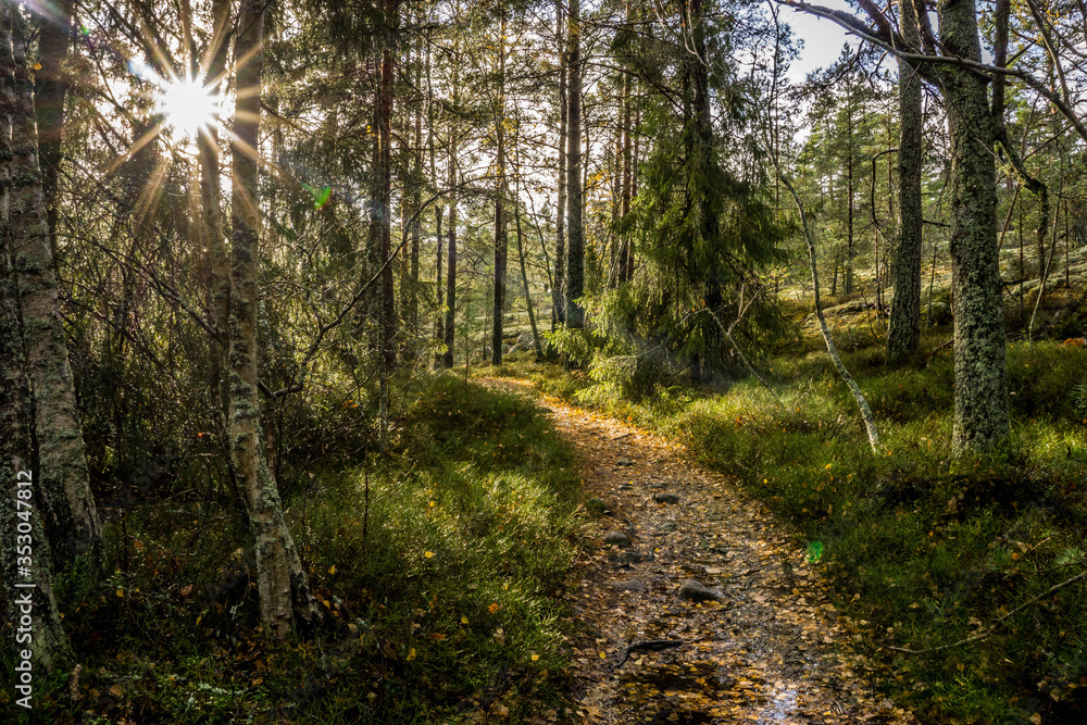 Fototapeta premium Hiking trail on the island of Grinda, in archipelago close to Stockholm, Sweden