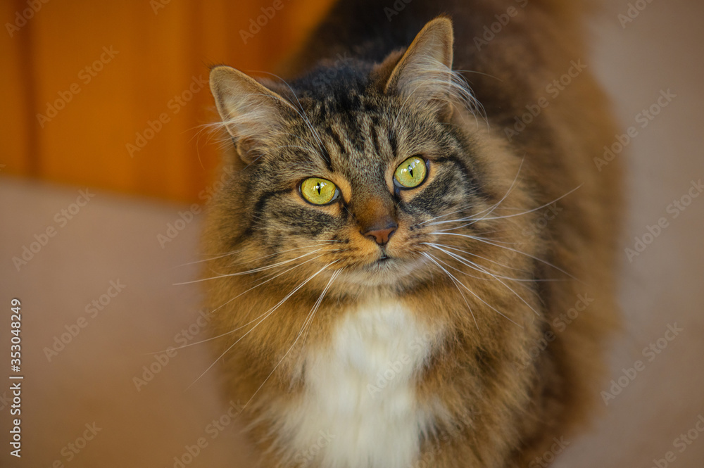 Closeup portrait of a domestic cat 