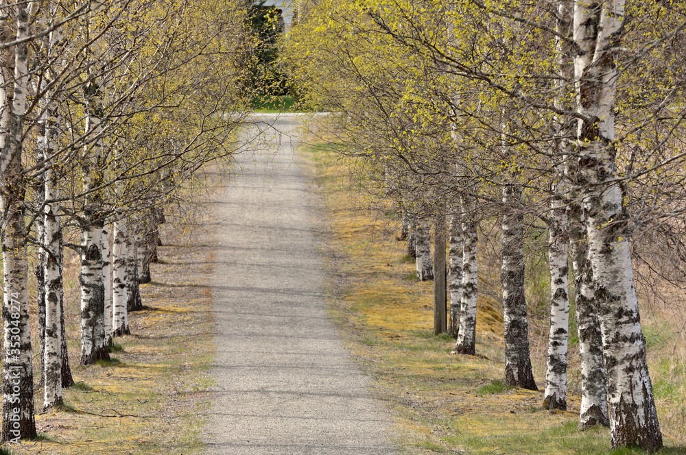 Rows of birch trees in both sides of the road