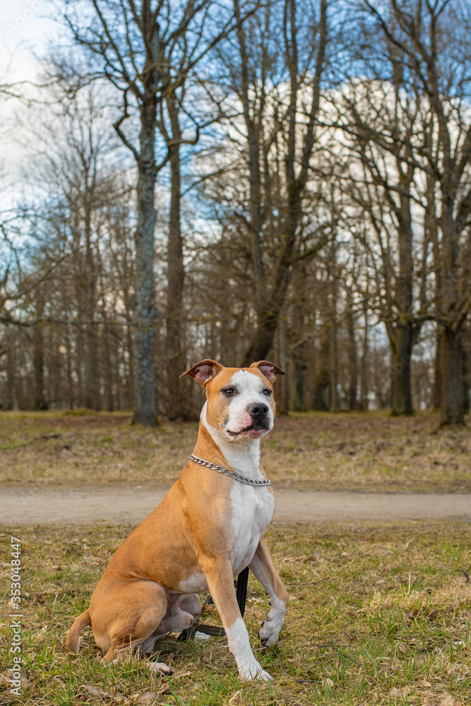Outdoor Portrait of Cute Red American Staffordshire Terrier Dog