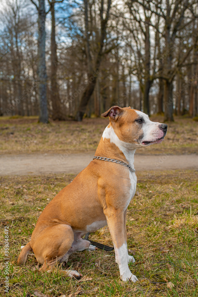 Outdoor Portrait of Cute Red American Staffordshire Terrier Dog
