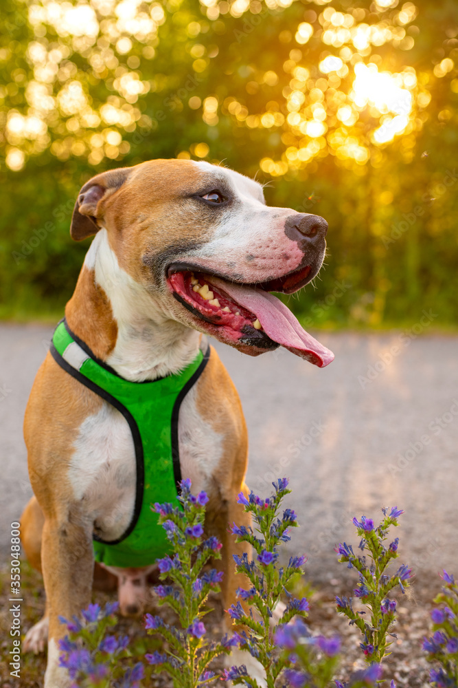Outdoor Portrait of Cute Red American Staffordshire Terrier Dog in Harness at Sunset