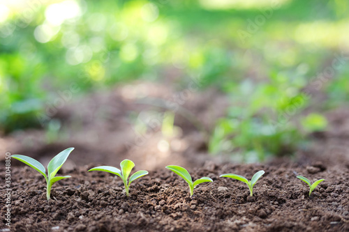 agriculture plant growing step concept in garden and sunlight, World environment day concept