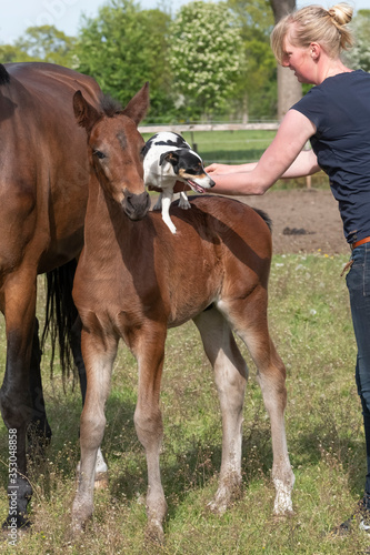 Next to the mare is a brown stallion foal, Jack Russell Terrier standing on his back. A young woman holds the dog, in a rural landscape