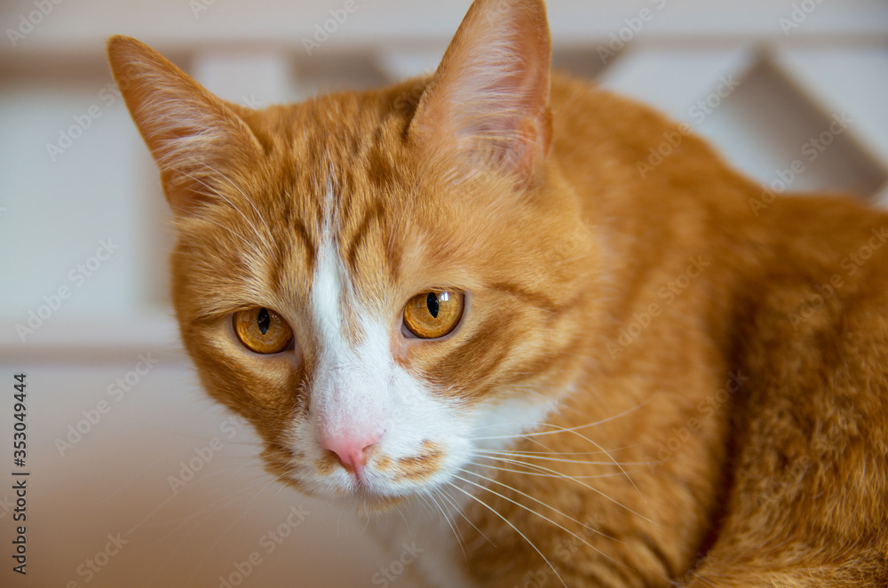 Portrait of a cute red domestic cat with big orange eyes