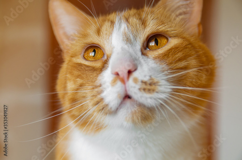 Selective focus. Portrait of a cute red domestic cat with big orange eyes looking up
