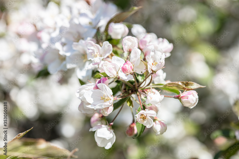 White, apple tree flowers. Close-up White, apple tree flowers. Close-up